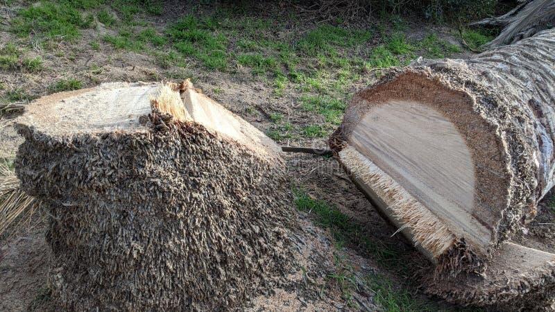 Królowe plaży: Jak sexy sylwetka pokonuje tłuszcz i nie daje szans na rywalizację