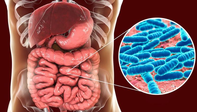 Dieta a flora bakteryjna