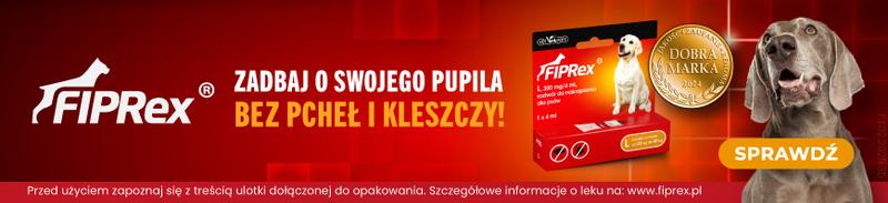Wpływ cukru na mózg