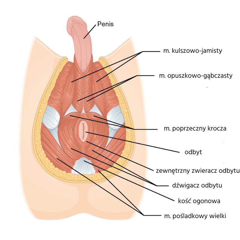 Skuteczne sposoby, by wzmocnić mięśnie Kegla i poprawić jakość życia