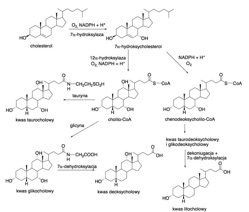 Opinie pacjentów o iniekcjach