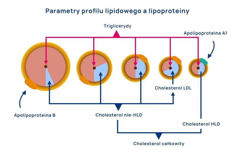 Rola cholesterolu w organizmie