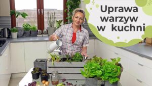 Odkryj radość w kuchni: Jak pokochasz warzywa i zwiększysz ich spożycie