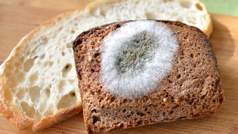 Profilaktyka przeciw pleśni