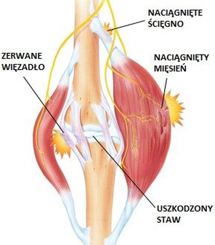 Regeneracja mięśni