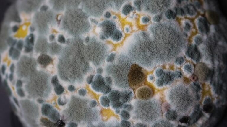 Co się naprawdę wydarzy, gdy zjesz pleśń? Oto czego się spodziewać.