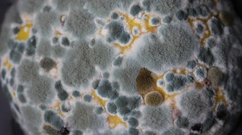 Co się naprawdę wydarzy, gdy zjesz pleśń? Oto czego się spodziewać.