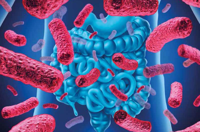Mikrobiota jelitowa jako kluczowy element w odchudzaniu po transplantacji