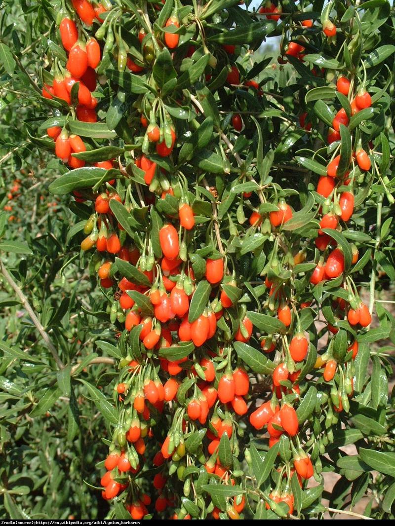 Historia i tradycje jagód goji