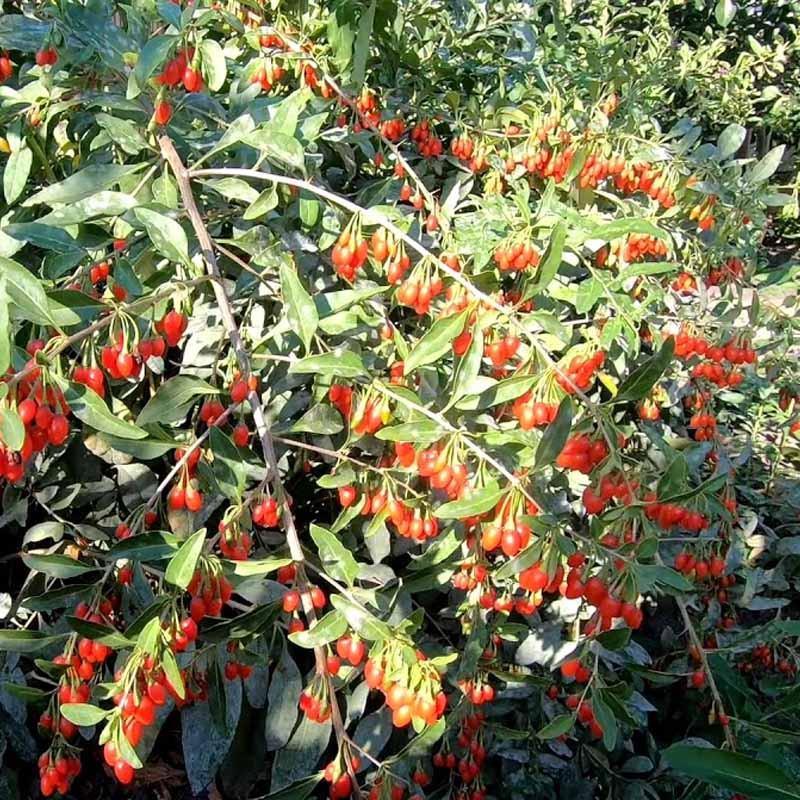 Jagody goji właściwości zdrowotne