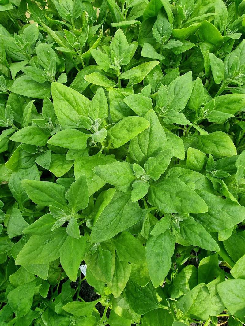 Zdrowotne korzyści szpinaku