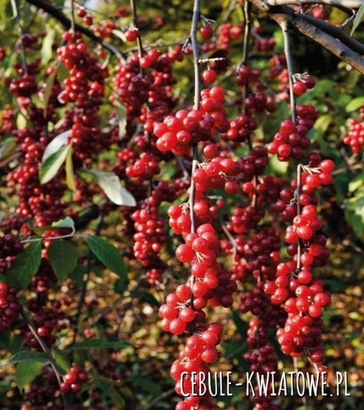 Historia i tradycja cytryńca chińskiego w medycynie