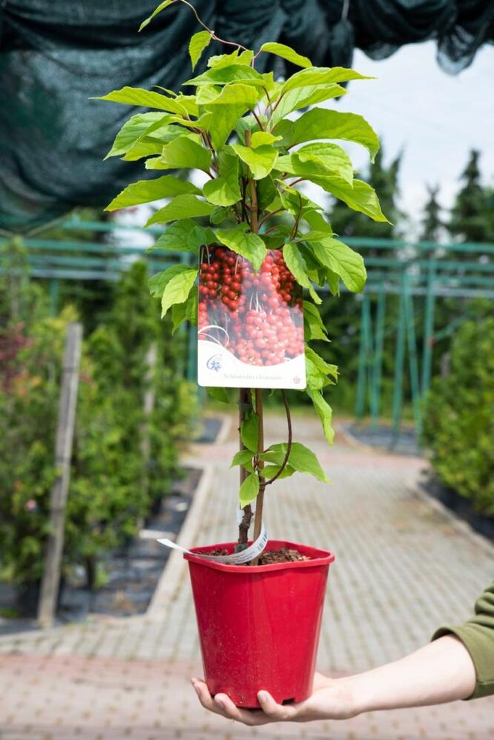 Przepisy z cytryńcem chińskim i porady