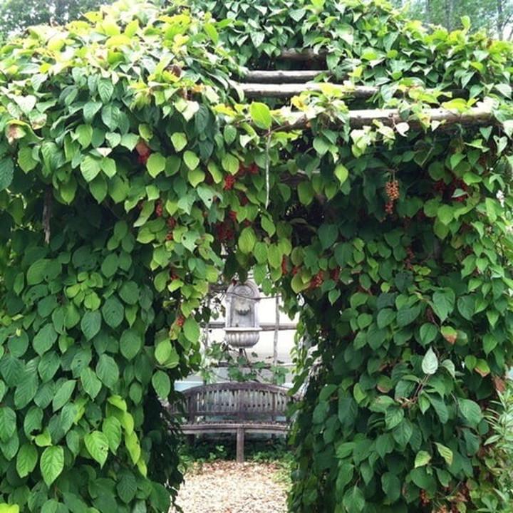 Właściwości zdrowotne cytryńca chińskiego