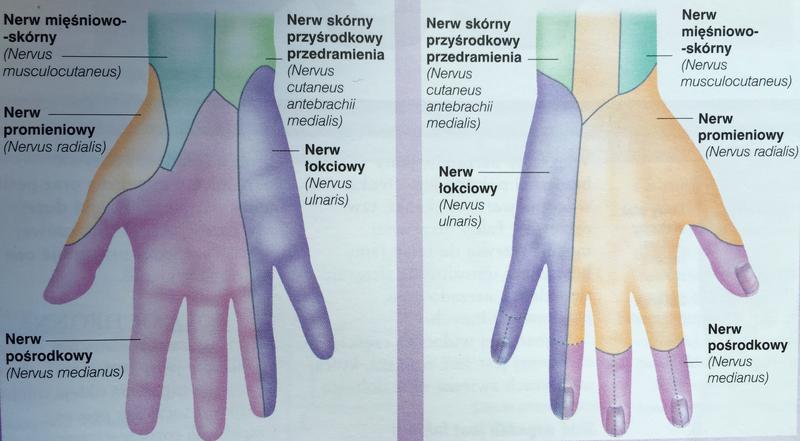 Drętwienie rąk przyczyny
