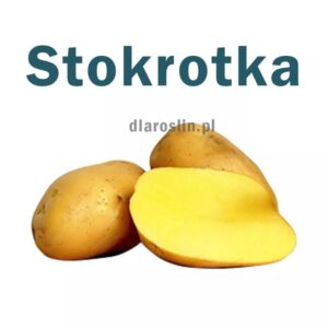 Odkryj, dlaczego ziemniaki są znacznie lepsze, niż się powszechnie uważa