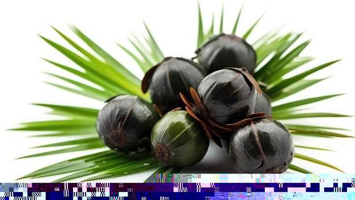 Odkryj niezwykłe właściwości palmy sabalowej i ich wpływ na zdrowie