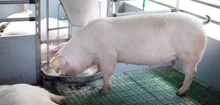 Tajemnice żywienia alternatywnego: 10 ciekawostek, które zaskoczą każdego