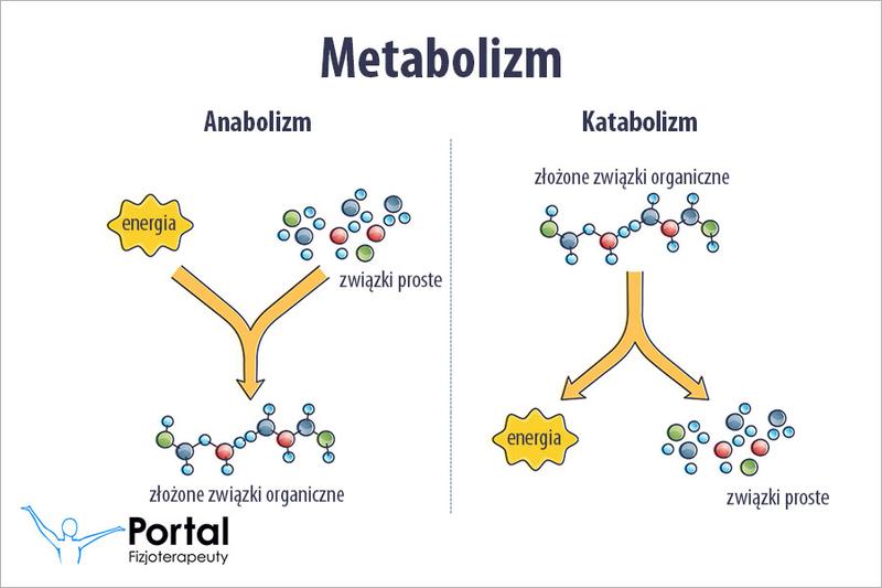 Odpowiednia podaż białka